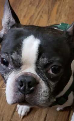 beans beans the boston terrier