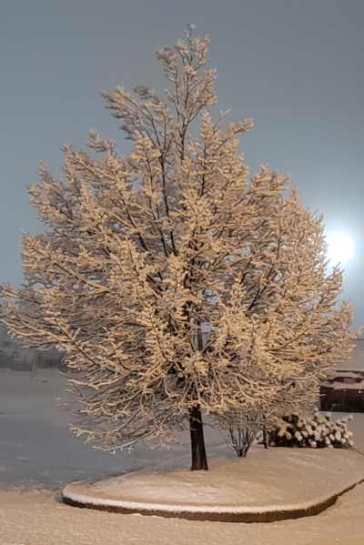 snow on tree branches - March 31st, outside Waterloo Inn & Conference Centre